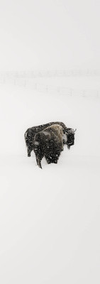 buffalo in the snow - left