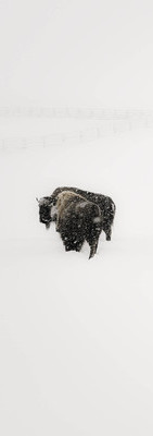 buffalo in the snow - right